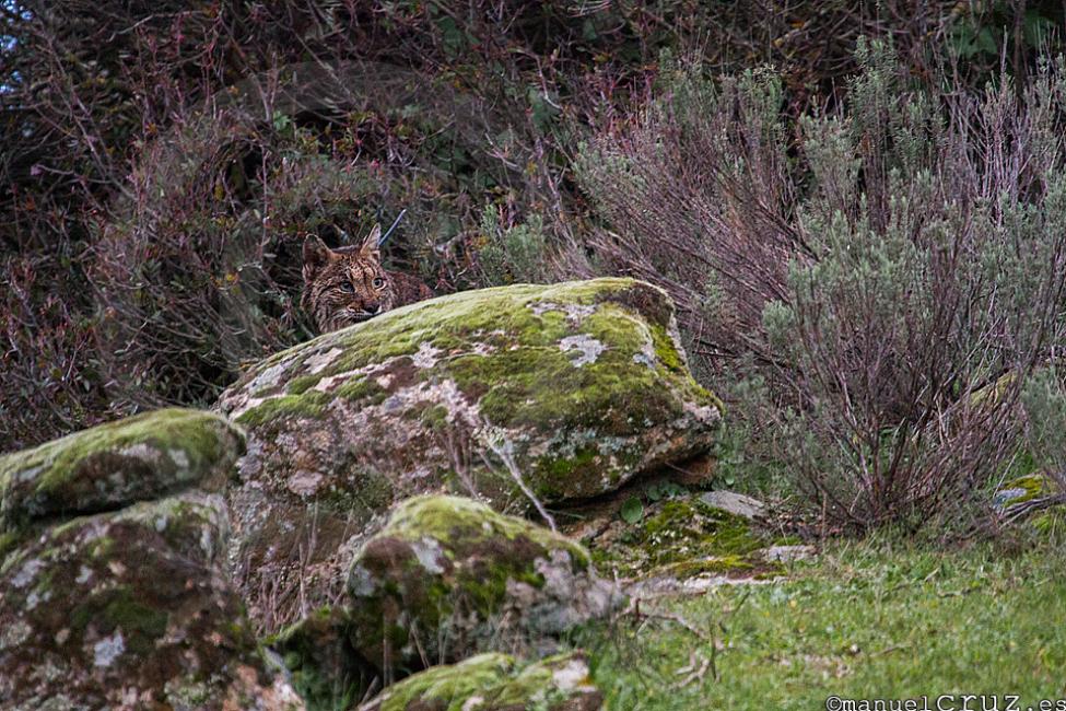 Lince ibérico (Lynx pardinus)